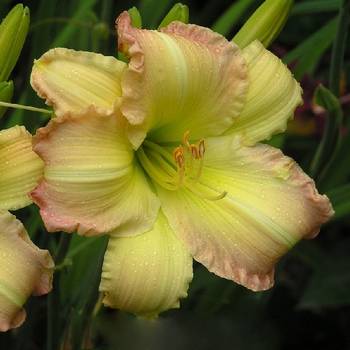 Лилейник Hemerocallis ‘Big Smile’